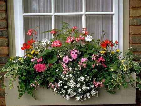 Window Box of Flowers 2 - flower, beauty, window box, photo, photography, floral, love, romance