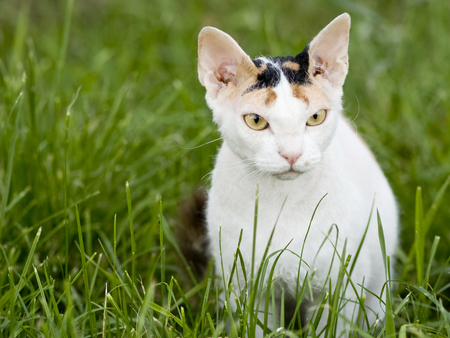 Cat in the grass - animal, cute, kitten, cat, grass