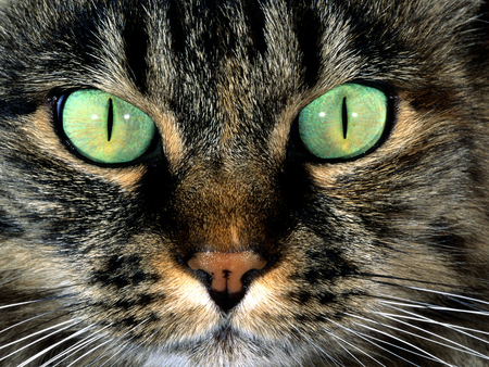 Amazing eyes - cat, animal, eye, cute, kitten