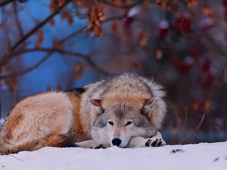 Wolf resting - howl, wolf pack, wolf wallpaper, grey wolf, pack, white, wolves, spirit, lone wolf, grey, dog, mythical, wild  animal black, timber, lobo, winter, majestic, resting, wallpaper, nature, wolf, abstract, canis   lupus, snow, beautiful, animal, friendship, the pack, canine, arctic, solitude, howling