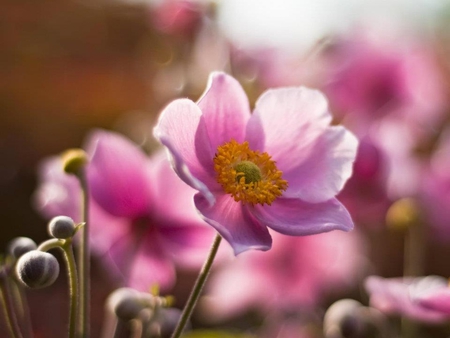 Beautiful Flower - tiny, pink, beautiful, lovely, flower