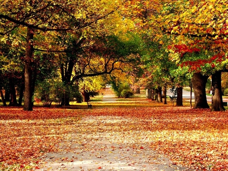 Autumn field - forest, path, field, tree, nature, autumn