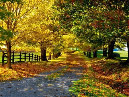 Colors of the autumn - forest, path, fence, field, tree, nature, autumn