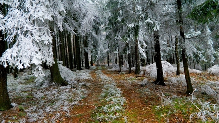 White Woods - white, pathway, woods, trees, beautiful, snow