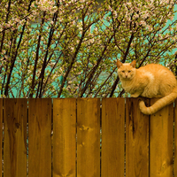 Orange Cat in Fall