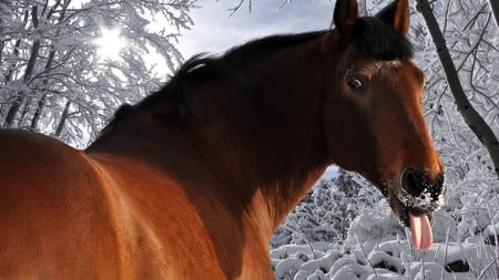 Funny Horse - brown, tongue, naughty, snow, beautiful, winter, whitehorse, funny