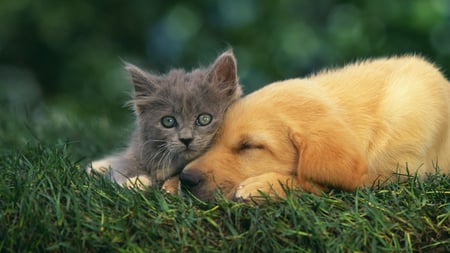 Sweet Friendship - retriever, pretty, grey, dog, friends, sweet, friendship, grass