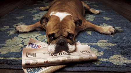 I'm sick of newspapers !! - newspaper, carpet, funny, dog