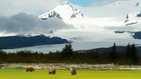 Astounding View - snow mountains, trees, beautiful, astounding, view, green, grass, bears