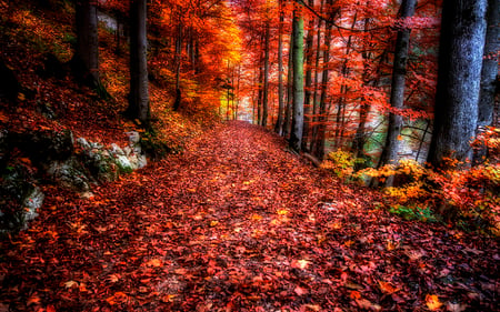 Autumn Path - autumn colors, splendor, forest, leaves, path, view, autumn splendor, way, woods, autumn path, trees, beautiful, beauty, colors, lovely, tree, colorful, nature, autumn, autumn leaves, peaceful