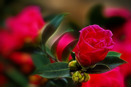 Red beauty - nature, flowers, roses, red