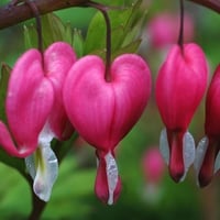 Bleeding Heart Flower