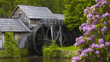 Beautiful Mill - flowers, purple, beautiful, mill, lake, lovely