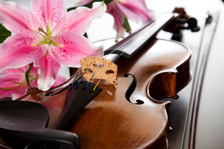 Play Me A Song Lilly - music, violin, flower, pink