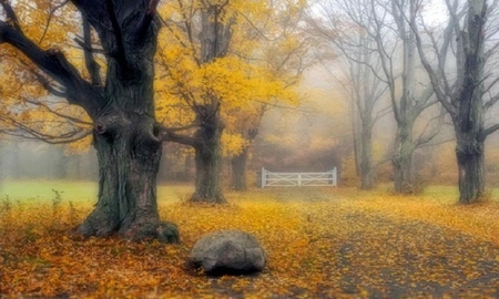 When Autumn Comes. - autumn, gate, leaf, path, mist, fall, fog, tree, rock