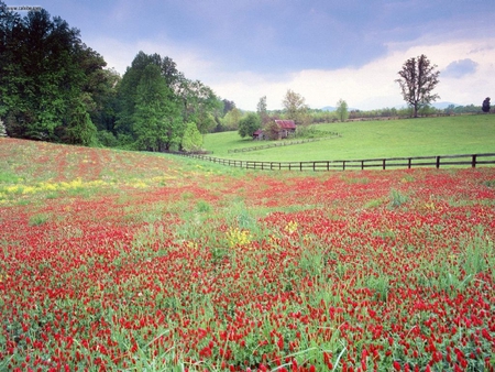 Springtime In Virginia. - farm, flower, fence, wildflower, field, spring, tree