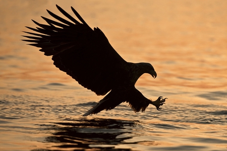 White Tailed Eagle in sunset - eagle, sunset, ocean, white tailed