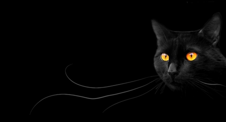 Black Cat - black, animal, cat, other