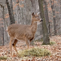 White Tailed Deer at Lone Elk County Park