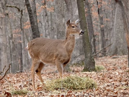 White Tailed Deer at Lone Elk County Park - leaves, forest, trees, deer