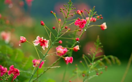 Beautiful Flowers - pretty, beautiful, green, colors, flowers, pink flowers, grass, drops