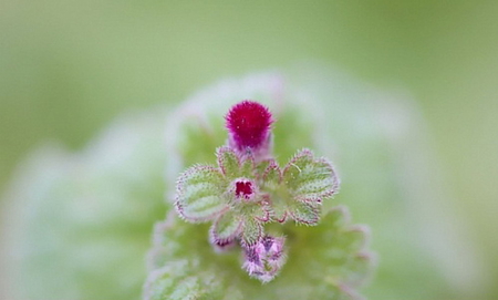 NATURES BEAUTY - red, nature, macro, beauty