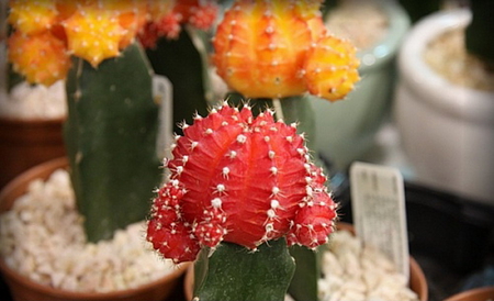 RED AND YELLOW CACTI - red, yellow, spikes, green