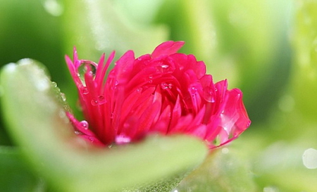 DEW ON PINK PETALS - flower, petals, pink, dew