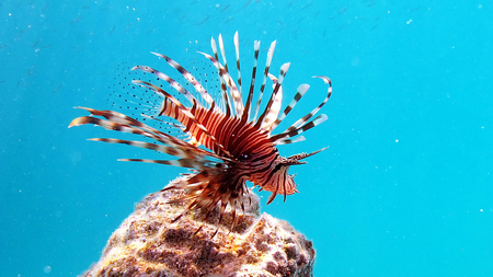 BEAUTIFUL FISH - fish, sea, animals, red