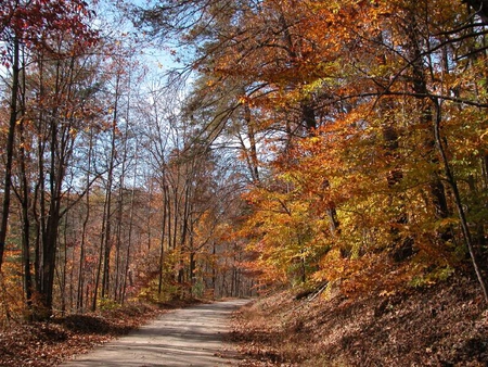 Autumn Stroll - autumn, forest, trees, road