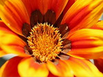 GAZANIA