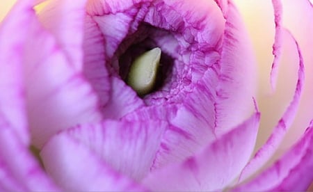 CLOSEUP - flower, petals, pretty, close