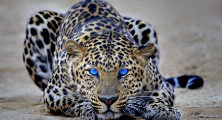 Blue Eye - animal, eye, other, blue