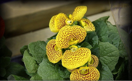 SPECKLED FLOWER - lovely, flower, yellow, brown