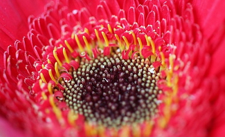 CLOSEUP OF BEAUTY - pretty, petals, pink, closeup