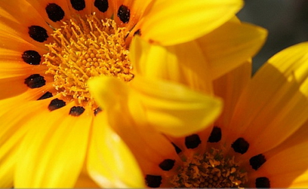 YELLOW GAZANIA'S - flowers, close, yellow, gazanias