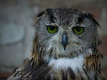 Owl with green eyes