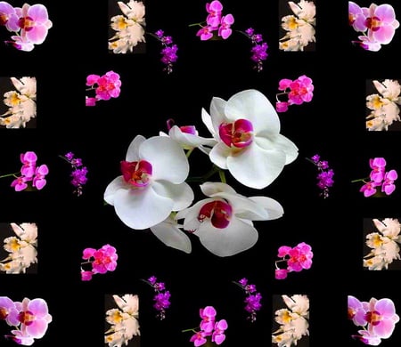 Orchids for your birthday - orchids, gift, colors, flowers, black background