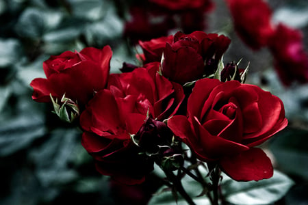 Red roses - wonderful, flowers, roses, beautiful, beauty, red roses, petals