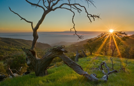 Lone Tree - nature, tree, lone, sun