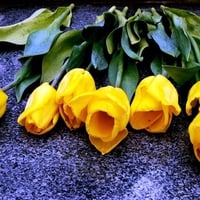 Yellow tulips