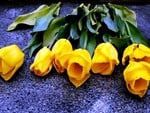 Yellow tulips