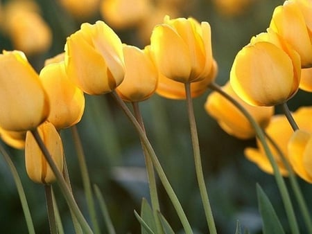 Sunny tulips - beauty, sunshine, yellow tulips, tulips, field, bright, beautiful, sunny, flowers