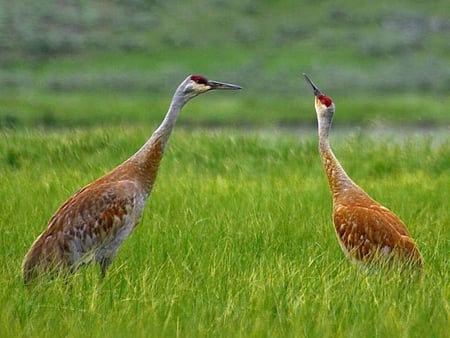 Sandhill-Cranes - sandhill, picture, cranes, in grass, cool