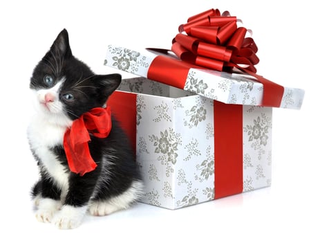 A Special Gift - nice, xmas, gift, animals, wonderful, amazing, box, pretty, holiday, ribbon, cute, cat, kitty, present, kitten, christmas, abstract, beautiful, animal, sweet