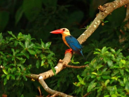 Kingfisher - colors, picture, kingfisher, beautiful