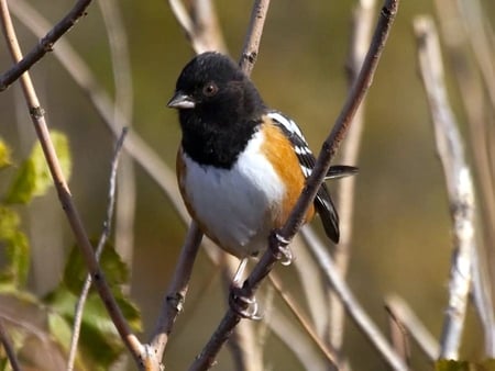 Spotted_Towhee - picture, spotted, towhee, cool