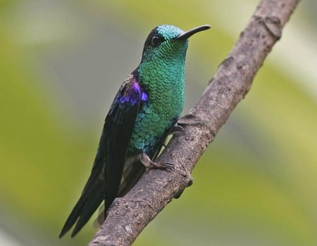 Emerald-bellied_Woodnymph - woodnymph, picture, cool, emerald-bellied