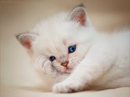 Sleepy kitten - fluffy, white, animal, kitten, sleepy, blue-eyed, cat, kitty