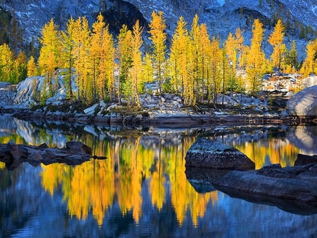 Golden trees reflection - nature, autumn, lake, trees, reflection, water, golden